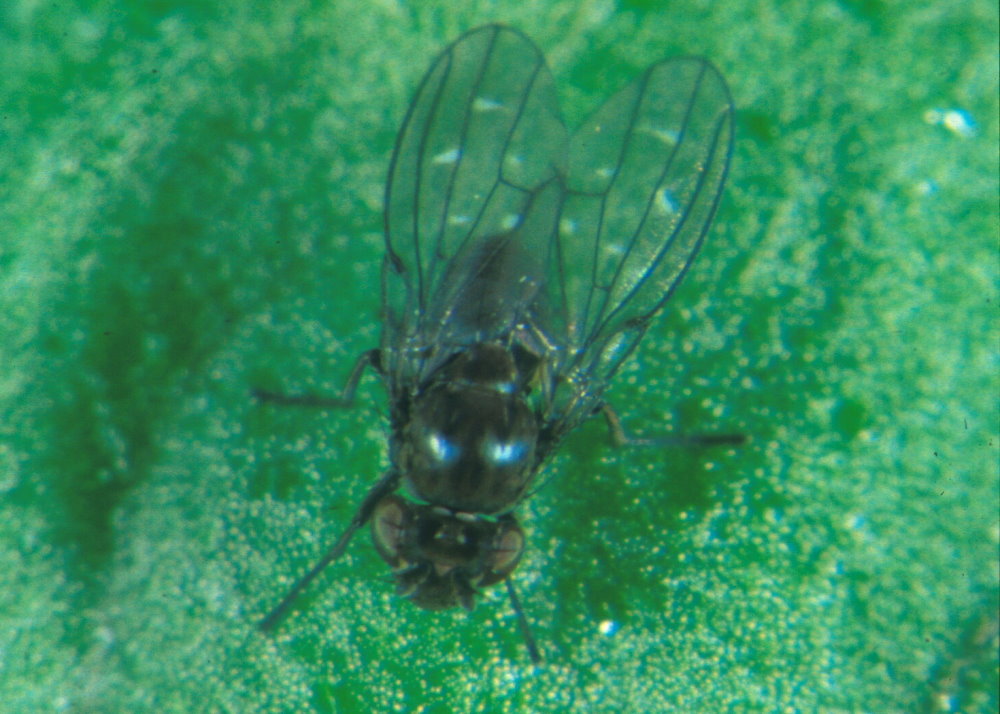 Sumpffliege Scatophila (© Schrameyer)
